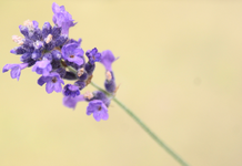 DSC02681(1).webp