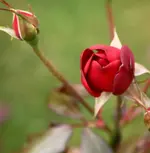 DSC02682(1).webp