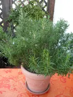 SAM_0462.webp