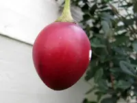 Tamarillo v.webp