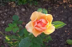 Rose 1.webp