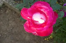 Rose 2.webp