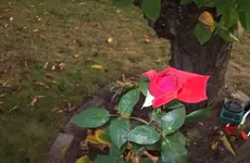 Rose 3.webp