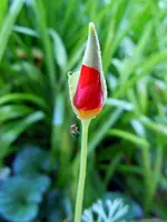 Mohn035.webp