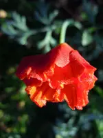 Mohn036.webp