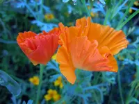 Mohn037.webp