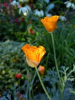 Mohn038.webp