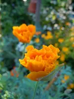 Mohn039.webp