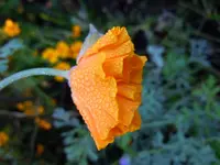 Mohn040.webp