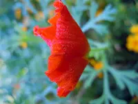 Mohn041.webp