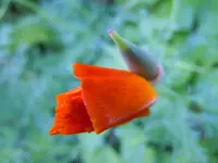 Mohn042.webp