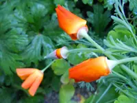 Mohn043.webp