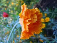 Mohn044.webp