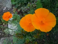 Mohn045.webp