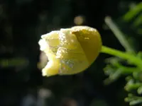Mohn046.webp
