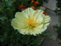 Mohn047.webp