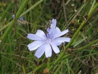 Schwebefliege.webp
