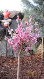 Zwergnektarine_20110410.webp