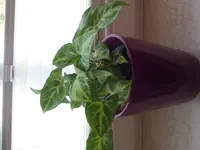 2011-09-28 14.19.34.webp