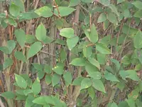Hecke 2.webp