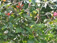 Hecke 3.webp