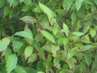 Hecke 5.webp
