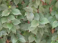 Hecke 6.webp