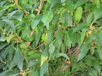 Hecke 7.webp