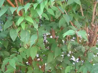 Hecke 8.webp