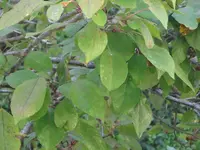 Hecke 9.webp