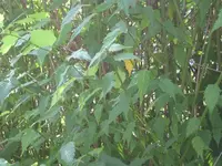 Hecke 1 Ranunkelstrauch.webp