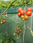 Tomaten 29.Sept 2011(1).jpg