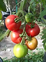 Tomaten 29.Sept 2011(10).webp