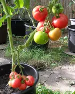 Tomaten 29.Sept 2011(13).webp
