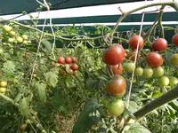 Tomaten 29.Sept 2011(11).webp