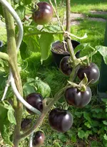 Tomaten 29.Sept 2011(6).webp