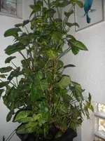 SAM_0463.webp