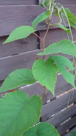 DSC05800.webp