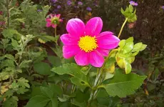 Dahlie.webp