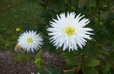 Dahlie 1.webp