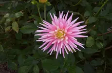 Dahlie 2.webp