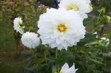 Dahlie 3.webp