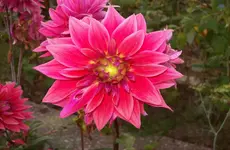 Dahlie 4.webp