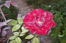 Rose.webp