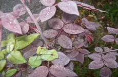 Herbst 1.webp