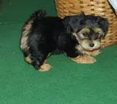 coco am balkon.webp