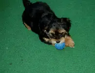 coco balkon 2.webp