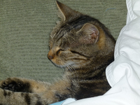 livia12.webp