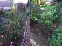 Fingerstrauch wird Lonicera.jpg