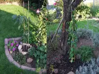 Kirschbaum+LoniceraLavkreis.webp